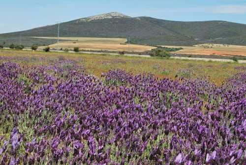 La Perla Casa Rural Sostenible Hiendelaencina Buitenkant foto